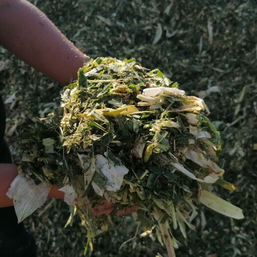 阜城县青贮饲料  牧场自家储存的青储 茎穗兼收产地直供现下单现装车