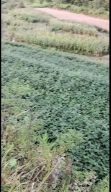 大红袍花椒苗 出售花椒苗