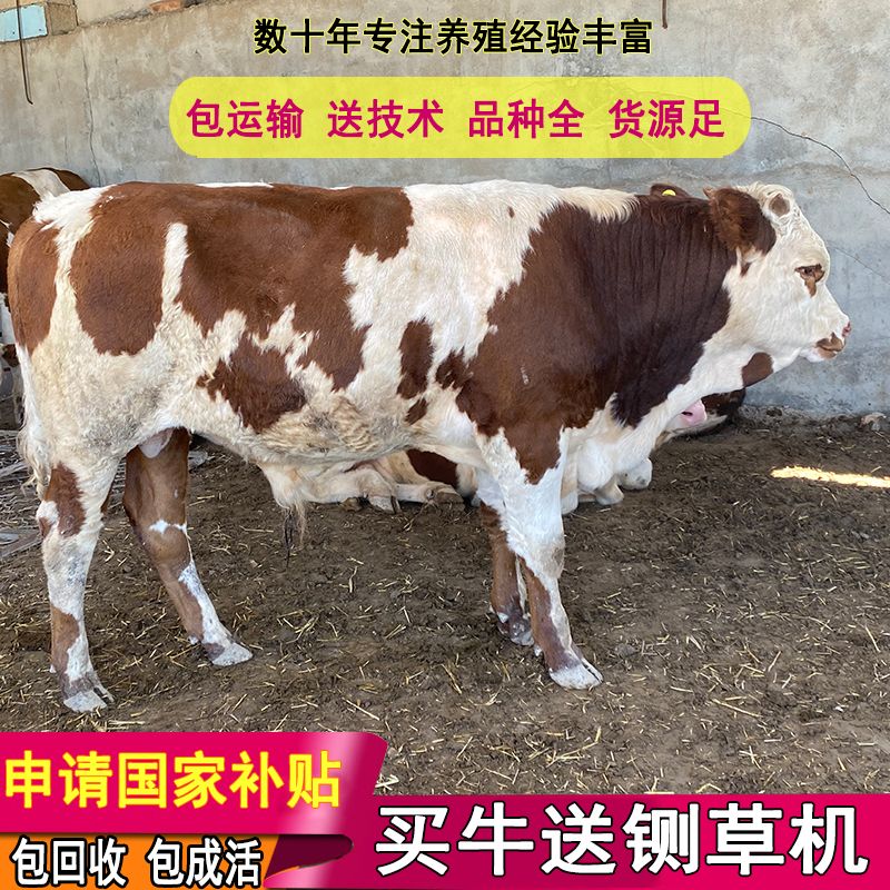 濮阳肉牛  出售各种牛犊，包回收，包技术，包送到家