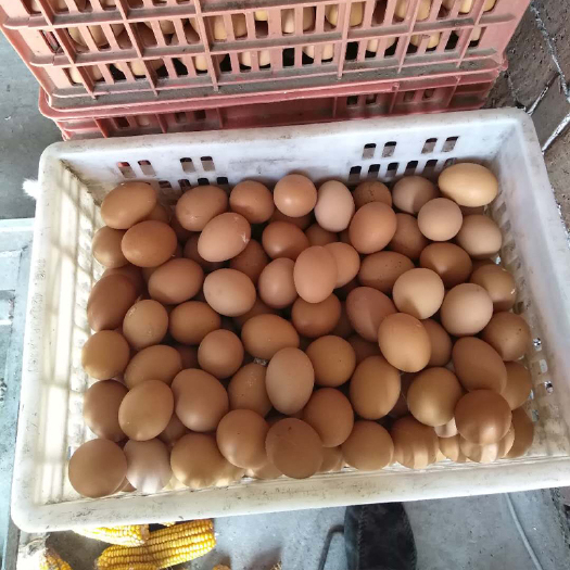 兴化市粉蛋  自家养殖新鲜粉鸡蛋量大优惠价格优美