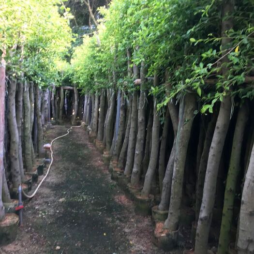 普宁市小叶榕袋苗一年四季均可栽植 根系发达 绿化造林苗木