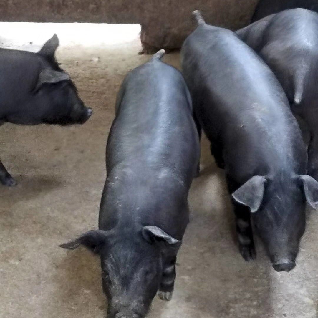 我刚发布了新供应信息[苏太猪苗 ],想要货的老板欢迎找我咨询!