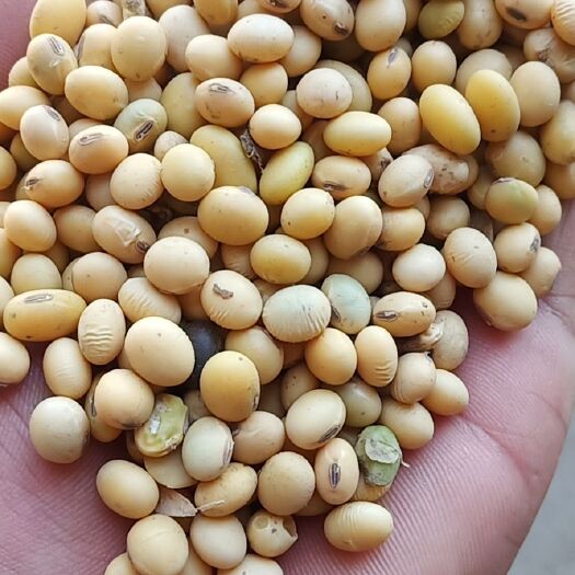 漯河黄大豆  量大价优