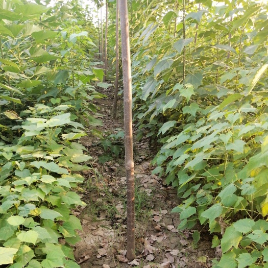 周口楸树苗 出售秋树，各种规格，二道贩子勿扰，把优惠带给每一个客户
