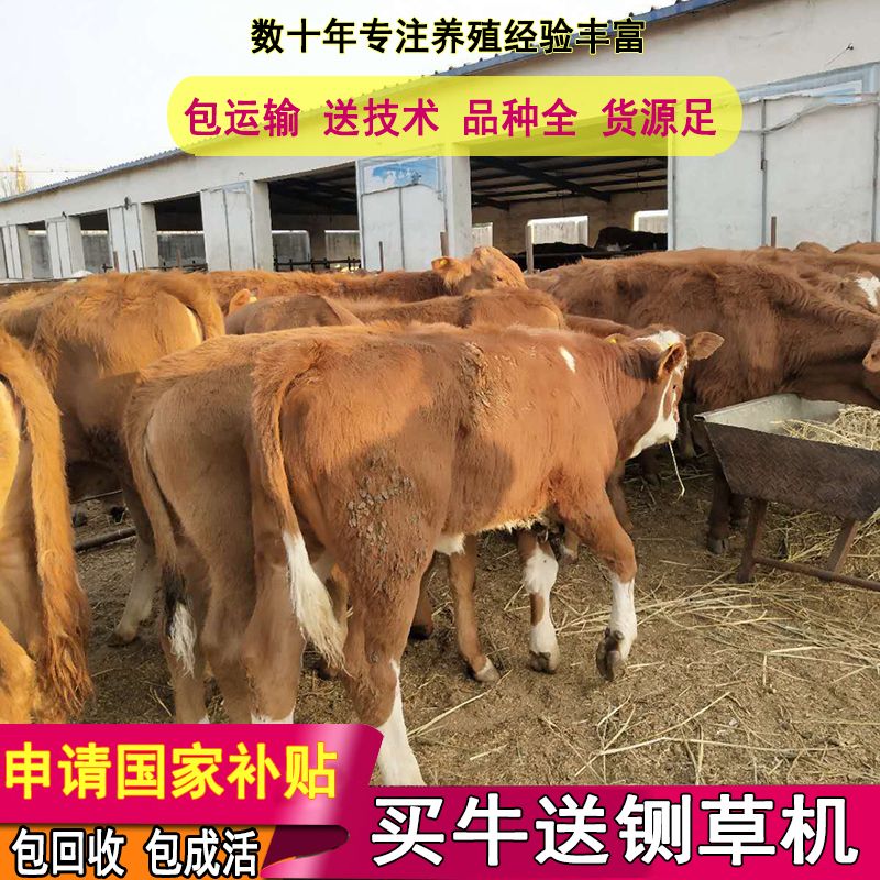 鲁西黄牛  买好牛联系我 包技术