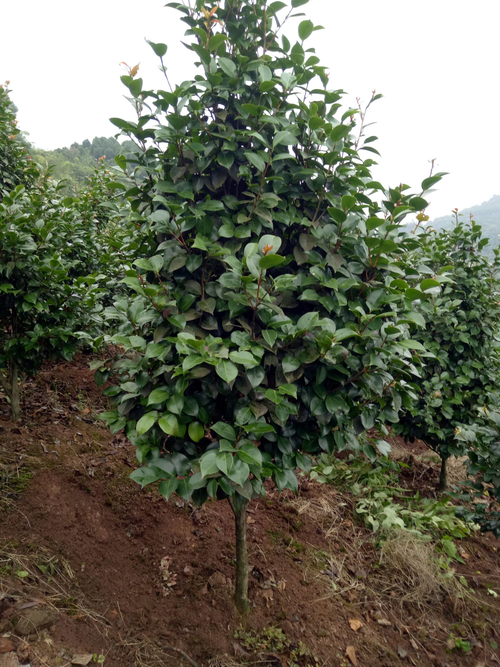 越南抱茎茶花 100~140cm 