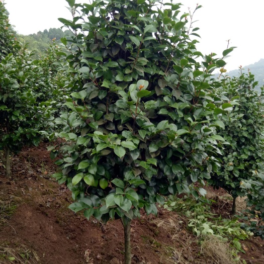 高县越南抱茎茶花 100~140cm 