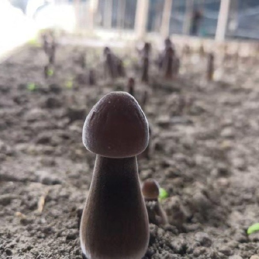 鸡枞菌 优质黑皮鸡枞，即将长成，预热中基地直发，新鲜到家