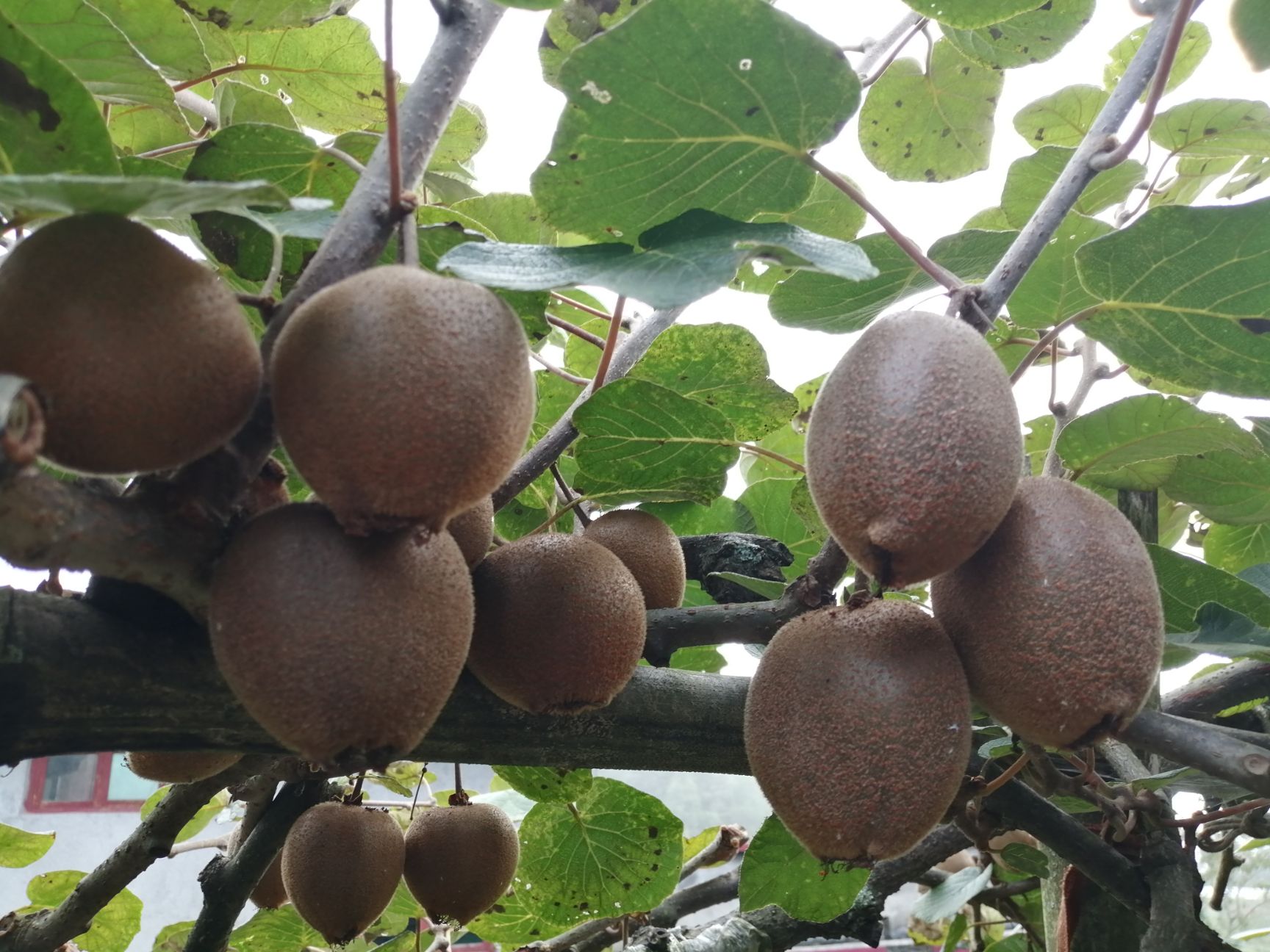 翠玉猕猴桃是名优品种