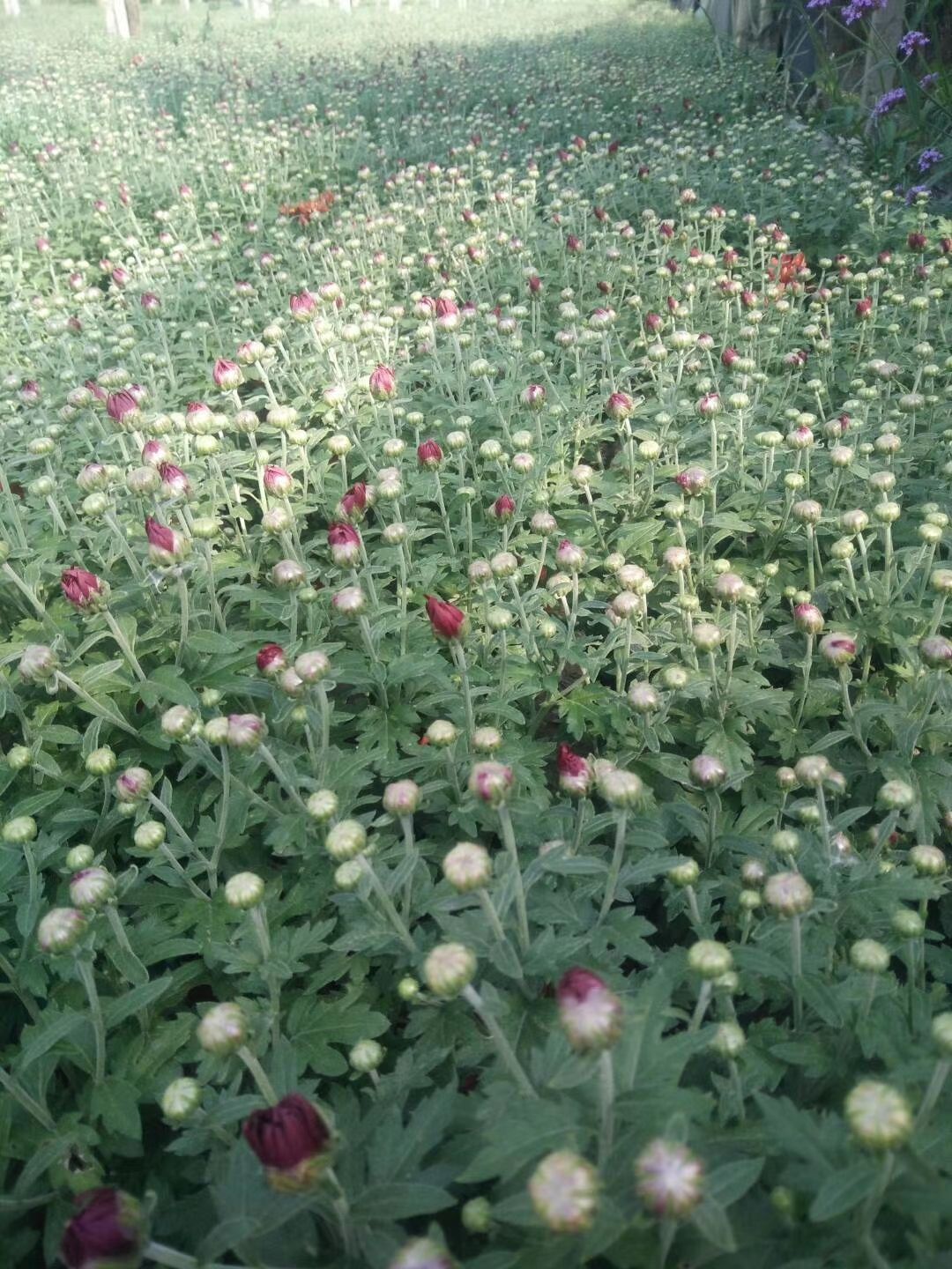 国庆菊  万亩菊花种植基地