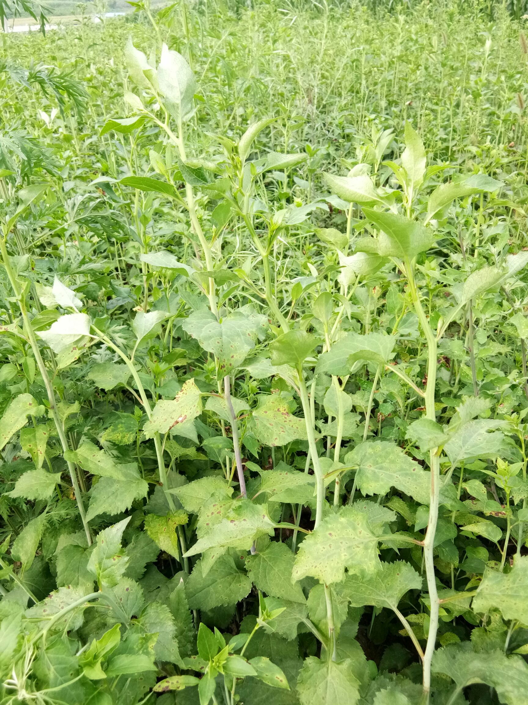 山芹种子  东风菜   大耳毛  种子