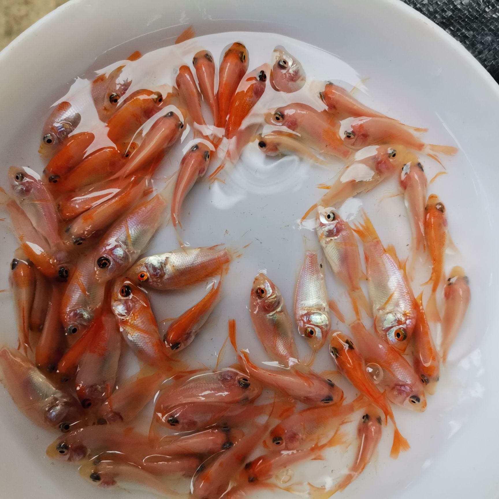 紅鯉魚苗 大量出售，興國紅鯉