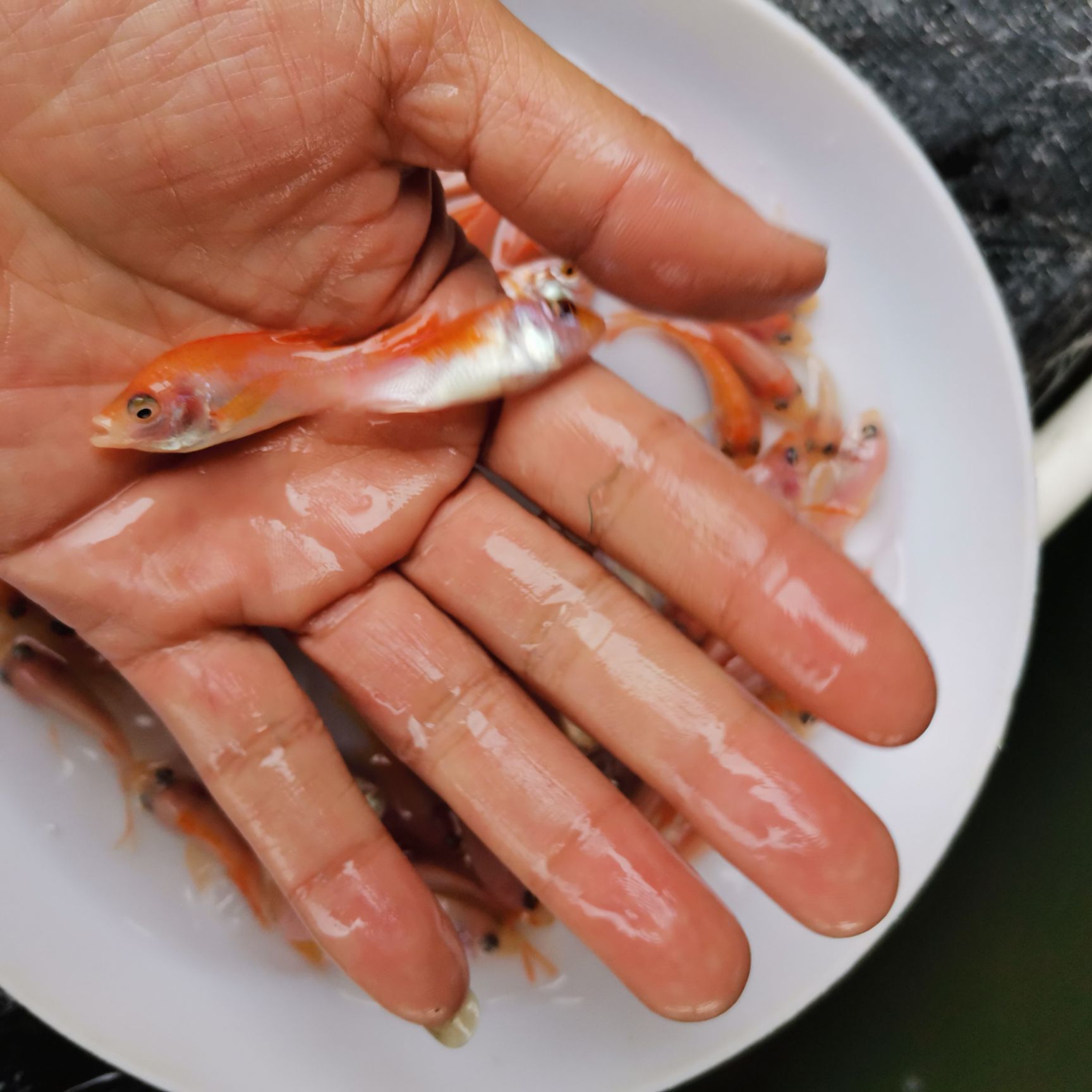 紅鯉魚苗 大量出售，興國紅鯉