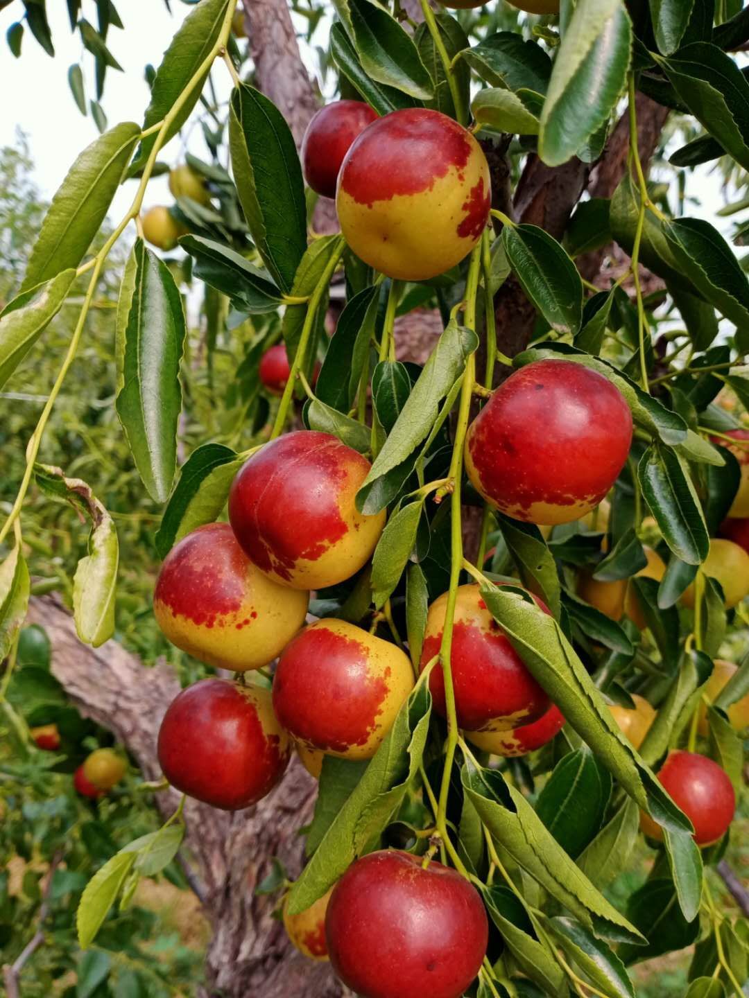 冬枣 直口 10g以下 