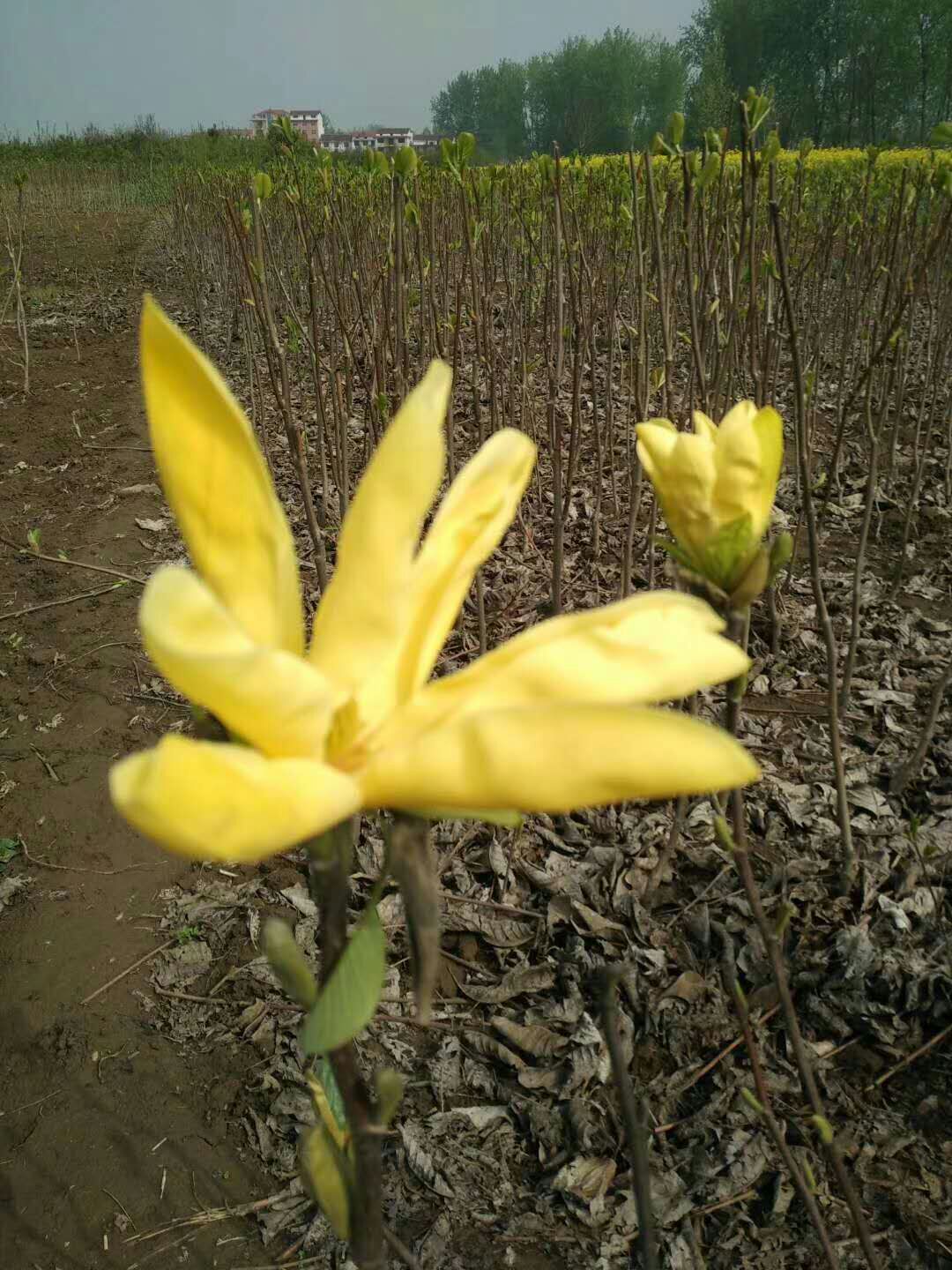 玉灯 