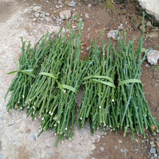 秭归县脐橙枝条  大量出售长虹，九月红，中华红，伦晚枝条接穗