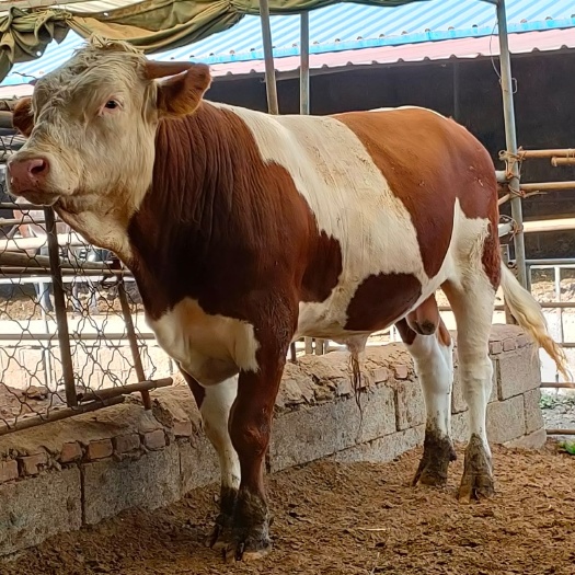 杂交牛  牛肉牛犊架子牛出栏了，包技术包回收免费送货上门