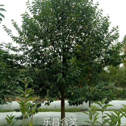 都江堰市 苗圃直供各规格精品乐昌含笑，量大从优，欢迎选购