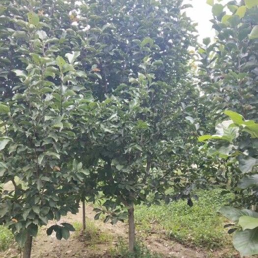 南召县低价供应10cm紫玉兰