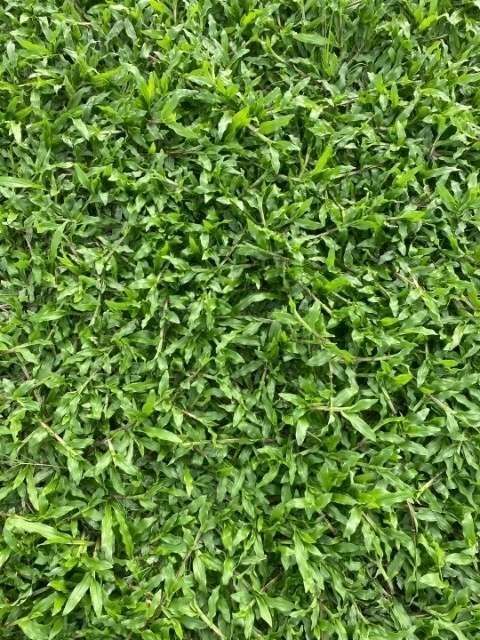 广州低价出售大叶油草，价格实惠泥土厚成活率高，欢迎新老客户来电