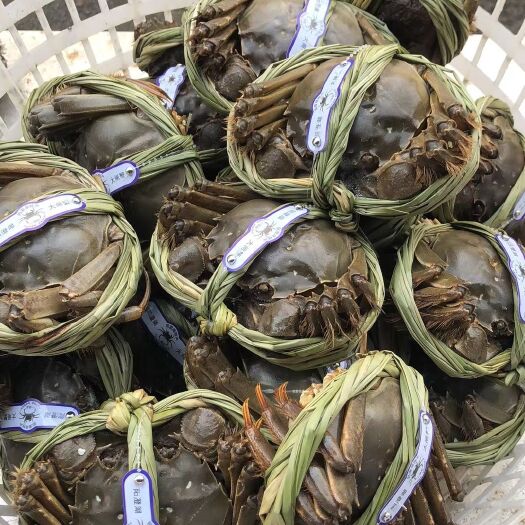 潜江市高淳大闸蟹  螃蟹