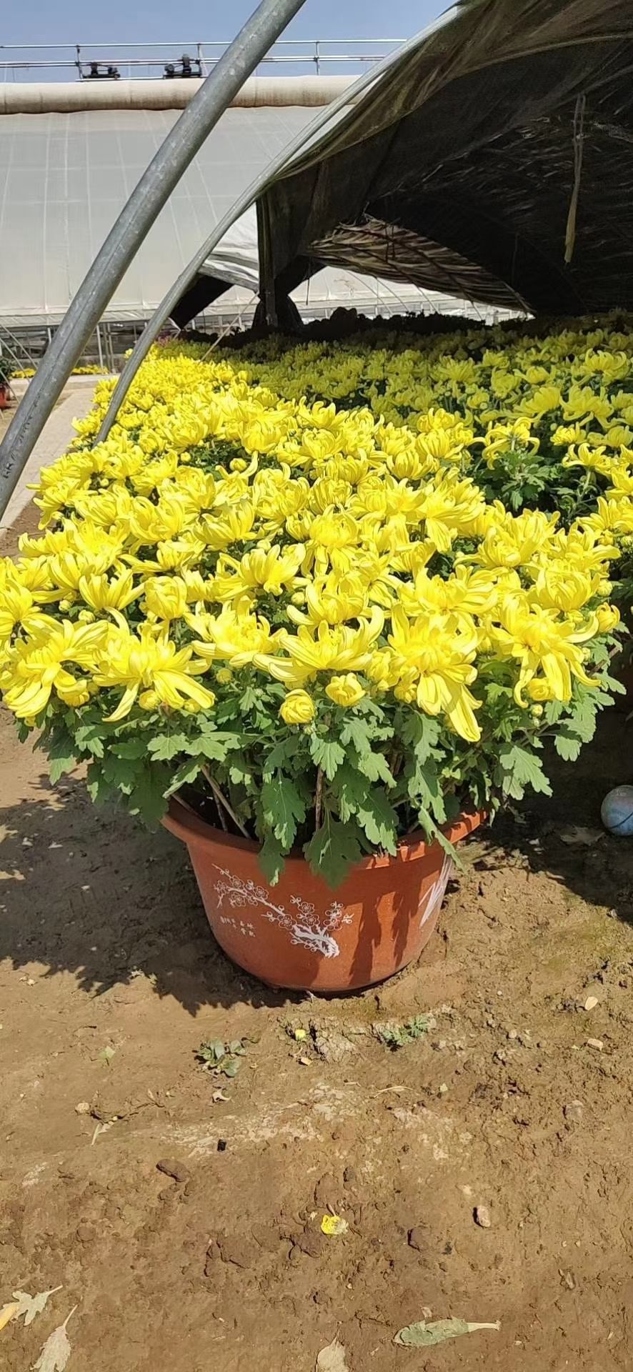 国庆菊  万亩菊花种植基地