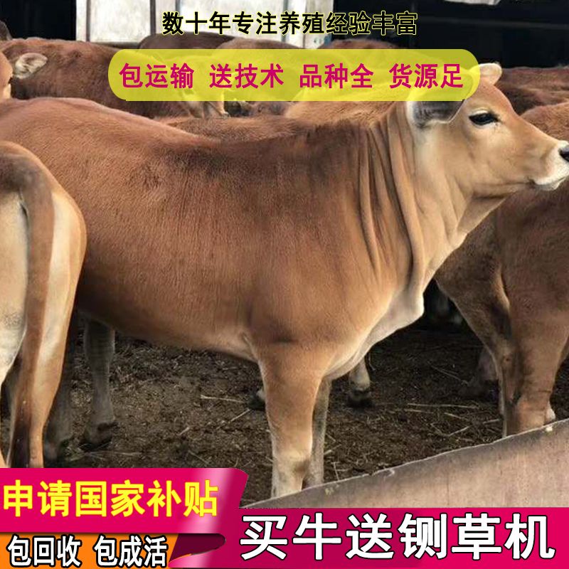 鲁西黄牛  买好牛联系我 包技术