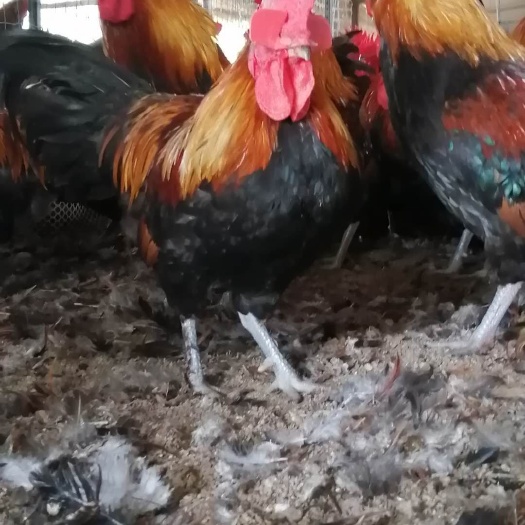 蒲江县土鸡苗批发，黑瑶鸡苗，血毛土鸡。淮南王土鸡苗苗价格