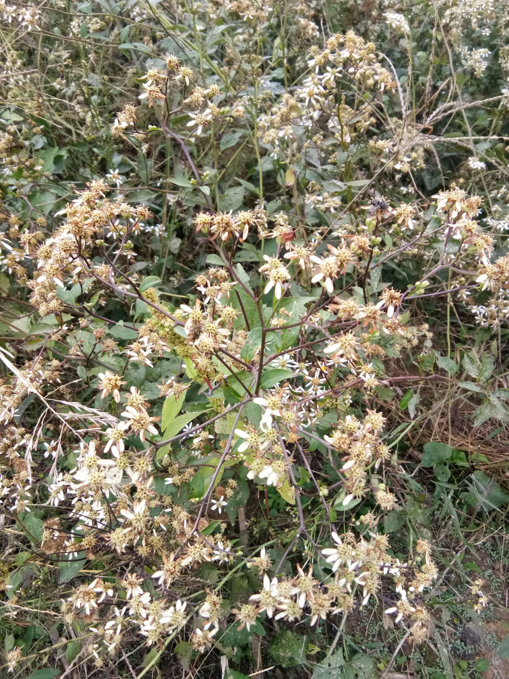 山芹种子  东风菜   大耳毛  种子