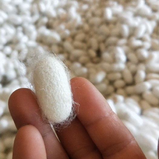 河池蚕丝  优质桑蚕茧丝(可定制被)