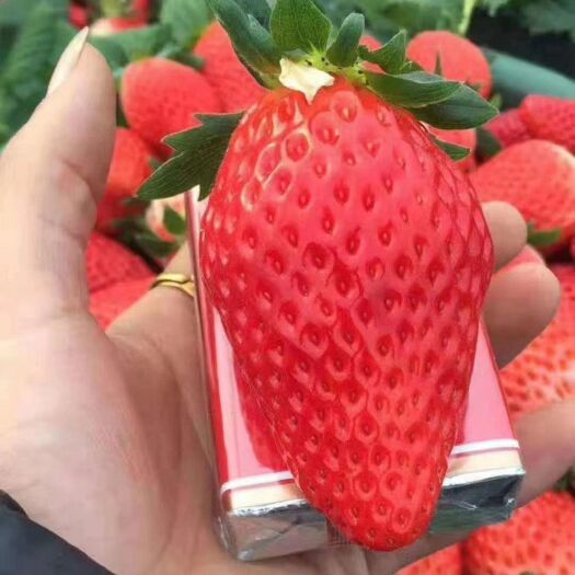 泰安章姬草莓苗 易管理成活率高基地直供技术免费送