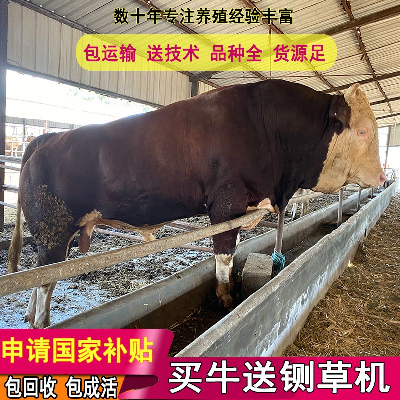 鲁西黄牛  买好牛联系我 包技术
