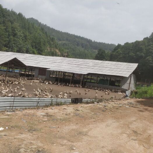 江山市一年多的山麻鸭3-4斤/个