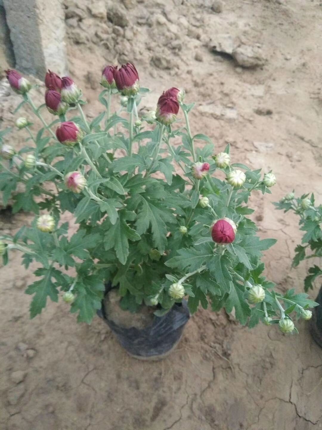 国庆菊  万亩菊花种植基地