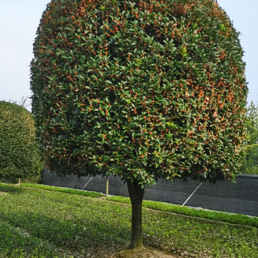 成都 金桂