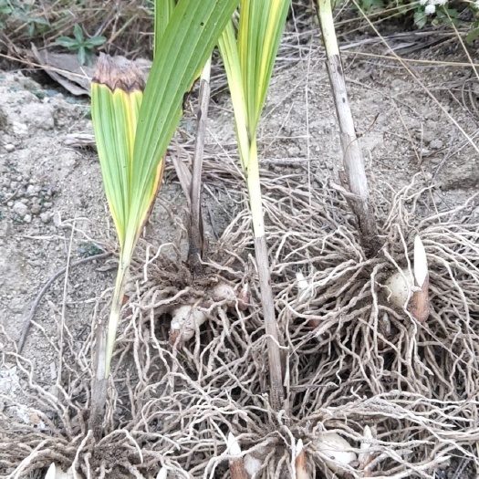 罗田县白及 大别山纯紫花三叉大白芨