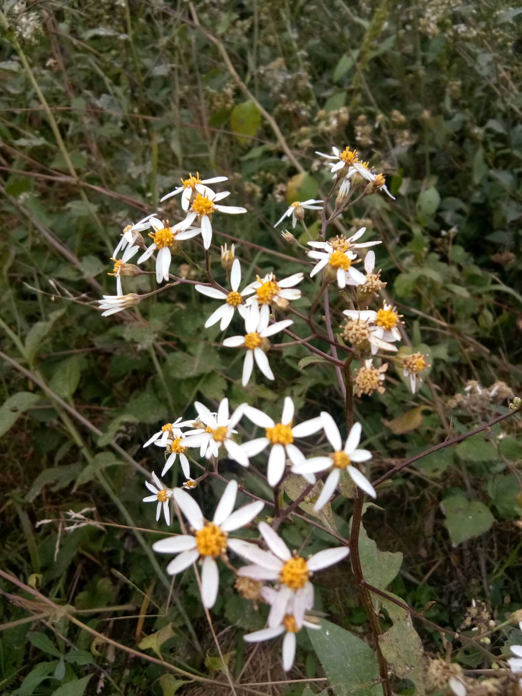 山芹种子  东风菜   大耳毛  种子