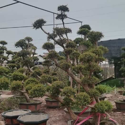 漳州刺楠盆景