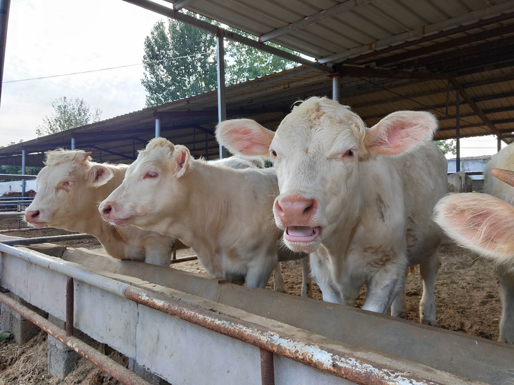 黄牛  牛夏洛莱牛利木牛西门塔尔牛牛犊出售