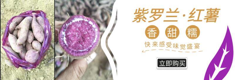 莒南县紫罗兰紫薯  精品紫罗兰大量现货供电商