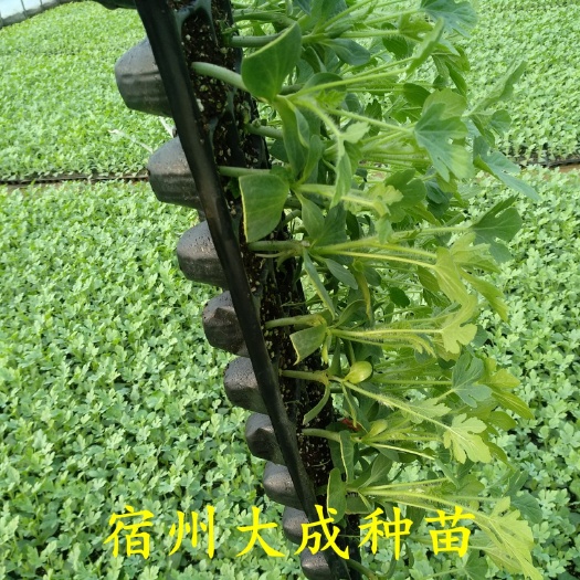 宿州早佳8424西瓜苗  西瓜苗