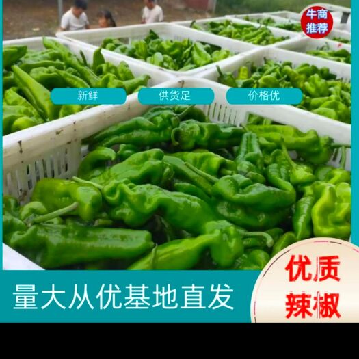 夏邑县青泡椒  小杨301鲜辣椒，产地直供，苏椒，螺丝椒，线椒等等