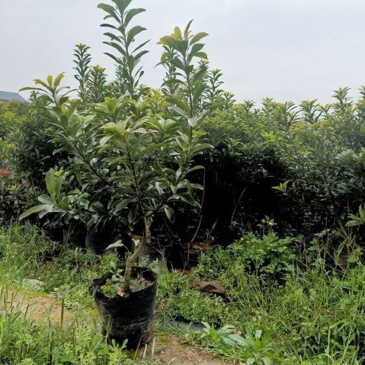 都江堰市杨梅树 基地直销各规格精品杨梅苗子，量大从优，欢迎选购