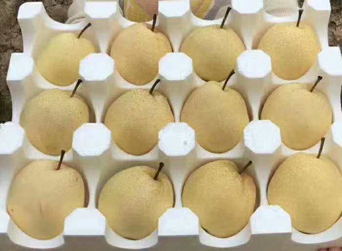 临猗县 润肺止渴的精品酥梨，含大量微生元素，A,B,C,D,脆甜可口