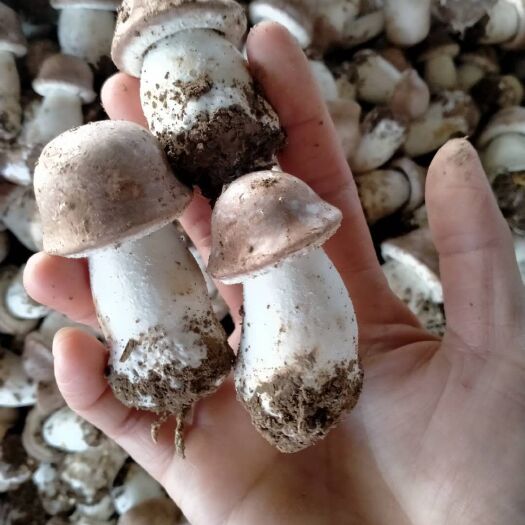 济宁 正宗姬松茸，鲜品干品，基地直发新鲜到家