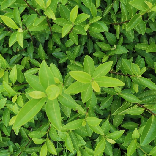  中黄三号茶苗 中黄3号茶树苗一年生冬插苗