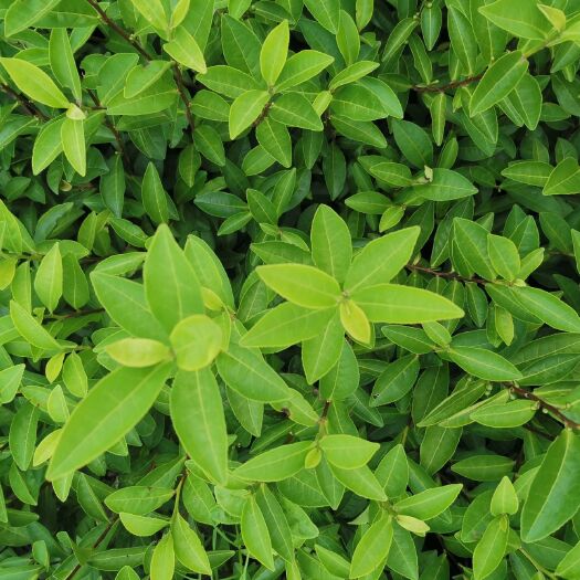 福安市 中黄三号茶苗 中黄3号茶树苗一年生冬插苗