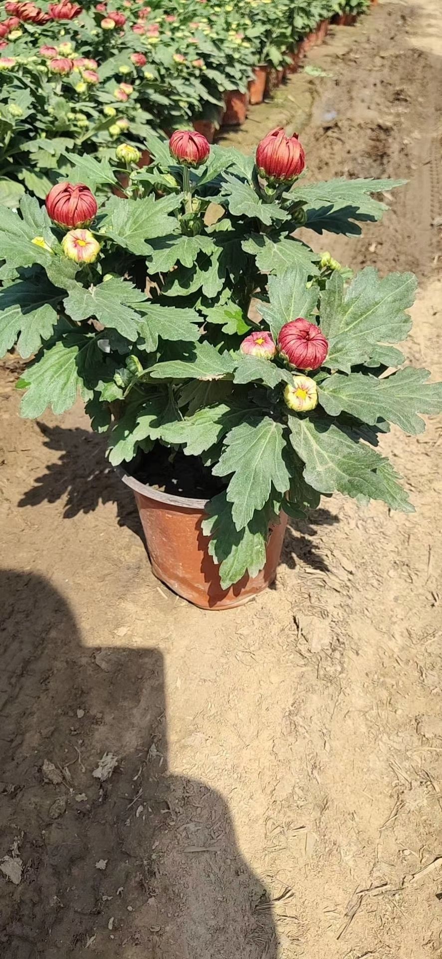 国庆菊  万亩菊花种植基地