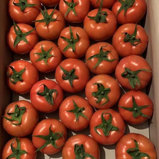 寿光市寿光大红西红柿，高温棚种植，果型周正，颜色亮度高，当天采摘