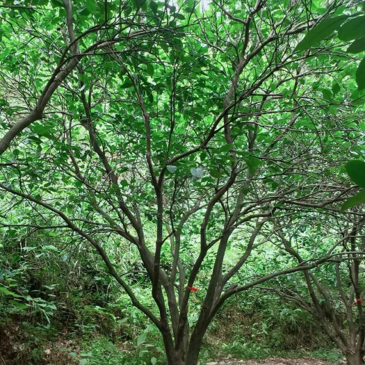 郴州茶花  红心柚子树沙田柚子树
